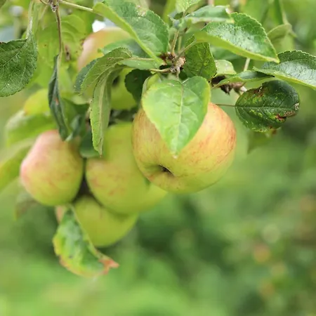 Casa vacanze De Ark Schoorl