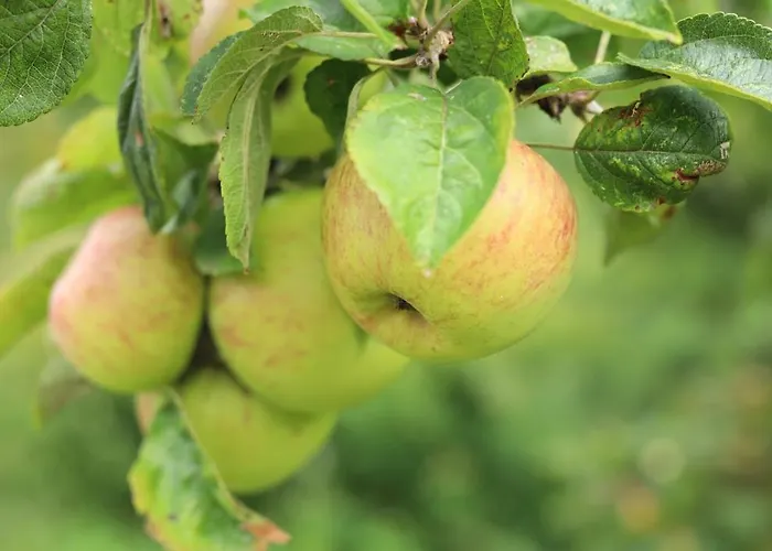בית נופש De Ark סחורל