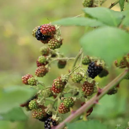 De Ark * スコールル